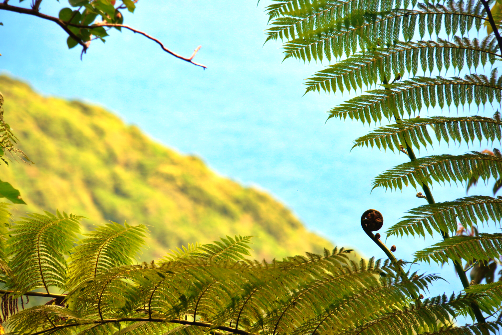 Trip Carver donation recipient for american-samoa